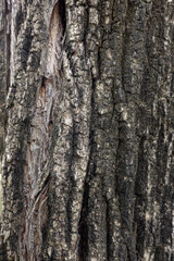 Fototapeta premium Exploring the Intricacies of Nature: A Close-Up on Tree Bark Revealing Layers of History, Textures, and Natural Beauty, Inviting Reflection and Connection to the Earth.
