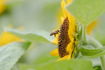 A serene moment captured in nature, showcasing a bee diligently collecting pollen from a vibrant sunflower amid lush greenery, embodying the beauty of life and growth.