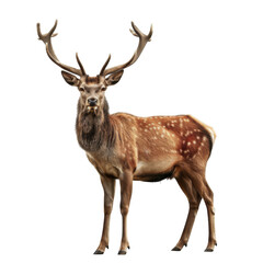 Obraz premium A Majestic Red Deer Buck with Large Antlers Standing Against