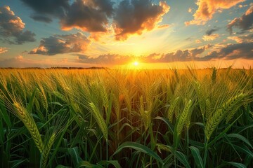 Golden Sunset Over a Field of Lush Green Wheat