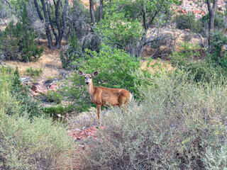 A deer standing amidst dense greenery and trees in Zion National Park, blending into its natural habitat.