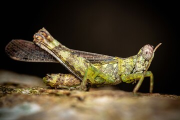 Horn grasshopper on brown leaf.