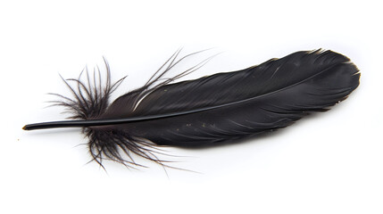 Obraz premium black feather isolated on white
