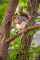 Eastern gray squirrel sitting on a tree branch in the classical pose eating a nut