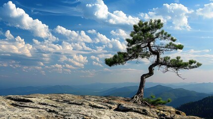 pine tree on the mountain