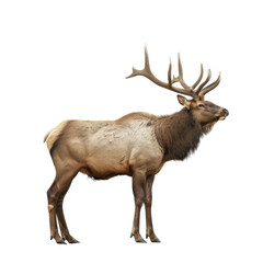 Fototapeta premium A Large Male Elk with Antlers Looking to the Right