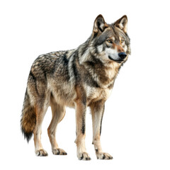 A Gray Wolf Standing
