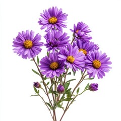 Fototapeta premium Close up of rurple aster flowers on an isolated white background