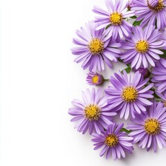 Close up of rurple aster flowers on an isolated white background