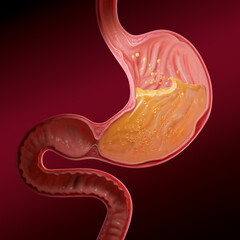 intestine with small ball, medical concept of human anatomy intestine with gas, 3d illustration.