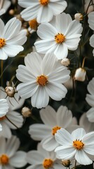 Fototapeta premium many white flower,real,4k,onthewall 