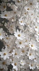 many white flower,real,4k,onthewall 