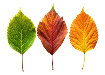 Vibrant Leaves on Transparent Background &ndash; High-Resolution PNG Image