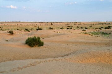 Mexican Feather Grass , Stipa tenuissima, small desert plants growing at sand dunes of Thar desert,...