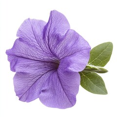 Close up of purple flower of petunia and leaves on an isolated white background