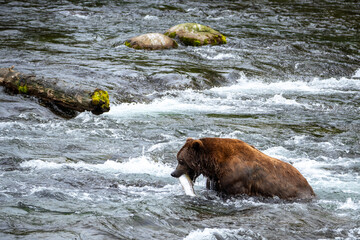 brown bear in water