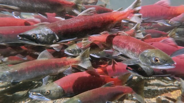 Kokanee salmon spawning upstream in creek , underwater video