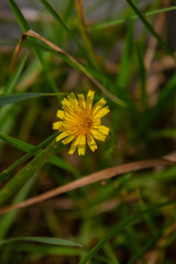 Les différentes fleurs solitaires