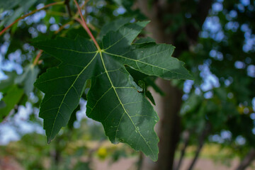 Les feuilles d'érable dans toute leur splendeur
