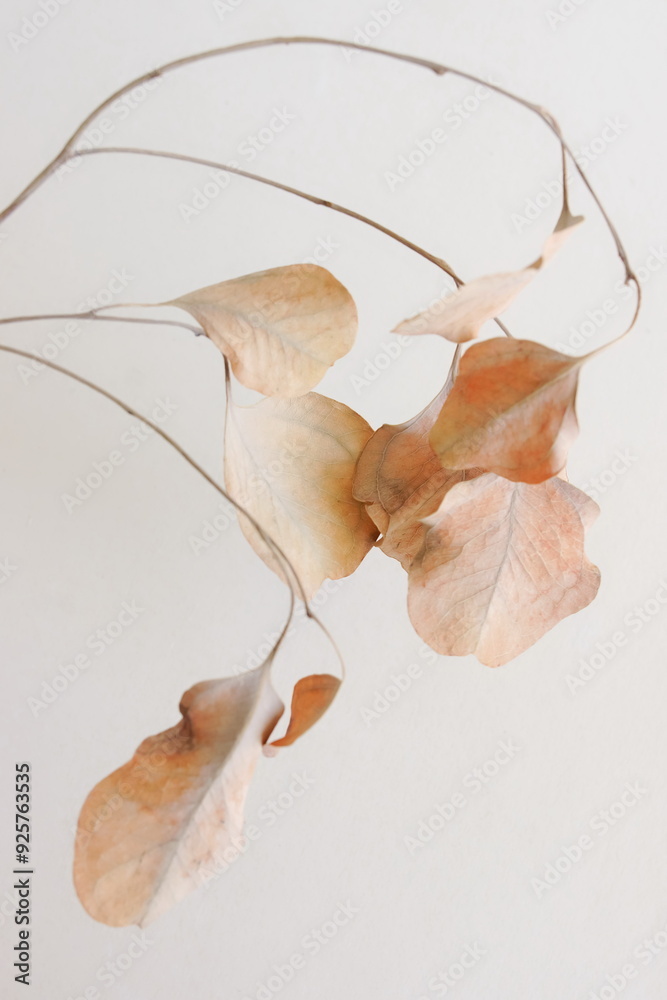 Wall mural Dried Eucalyptus leaves top view on light beige background . Minimal floral card, botanical fine art poster