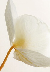 Orchid flower bud close up on white  background. Aesthetic botanical poster, floral card.