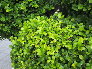 Obraz premium A bush trimmed into a round shape Tooth brush tree. Streblus asper Lour is perennial plant. Leaves have rough, green surface. Leaves are thick. Leaves are oval and pointed at tips. Siamese rough bush 