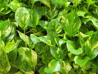 Devil's ivy is climbing plant with yellowish-green, heart-shaped leaves that grows on soil. Scindapsus aureus is plant with aerial roots and will grow fast, trunk crawls. Background Epipremnum aureum
