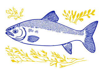 Vector illustration of fish species in a blue ocean setting with underwater wildlife and marine icons