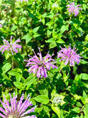 Honeybee on wild purple bergamot flower