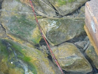 stone wall with moss