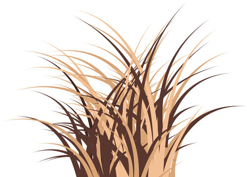 dry wild grass transparent background
