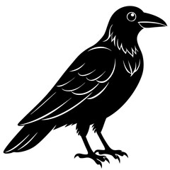 Fototapeta premium crow isolated on white, crow vector illustration, petvector art, crow silhouette, animal vector icon, crow line art, eps