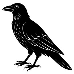 Fototapeta premium crow isolated on white, crow vector illustration, petvector art, crow silhouette, animal vector icon, crow line art, eps