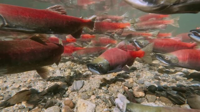 Kokanee salmon spawning upstream in creek , underwater video