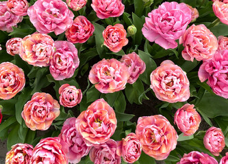A breathtaking cluster of pink peonies in full bloom, displaying their lush, layered petals and soft hues in a serene garden setting.