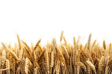 Fototapeta premium wheat field isolated on transparent background ,wheat field png clip art&nbsp;