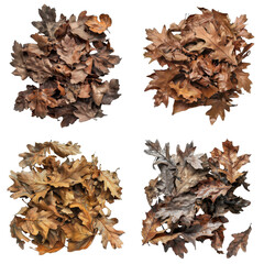 Four Piles of Dried Oak Leaves