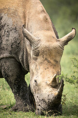 A muddy white rhino calmly grazes in its thorn bush and green grass habitat in a game reserve after wallowing in mud to coat its body with mud to deter insects. © Shirley and Johan