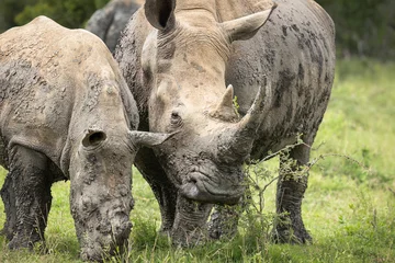 Gardinen Nashorn A white rhino mother and her older calf graze on the grasses of their habitat after having rolled in mud to prevent insects getting to their skin in a game reserve in Africa.  © Shirley and Johan