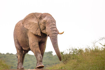 Obraz premium An African bull elephant marches determinedly towards its target patch of grass to feed on in a high key photo on an overcast day in a game reserve in South Africa.