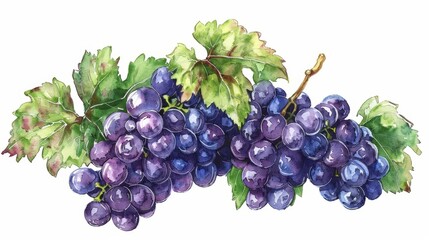 Fototapeta premium Watercolor illustration of purple grape clusters with green leav