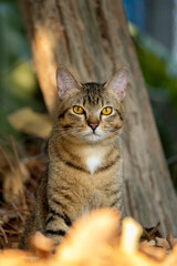 beautiful tiger pattern golden yellow eyes Looking and poking at the prey