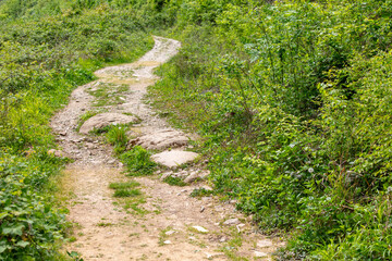 Dirt road in the forest in nature in summer