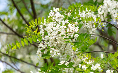 White flowers on an acacia tree in the park