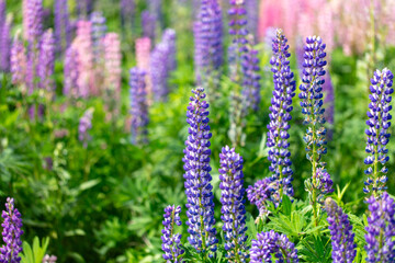 Lupine flowers in nature. Close-up