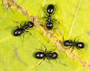 Ants collect aphids on a tree leaf. Macro