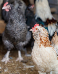 Chicken in a chicken coop on a farm