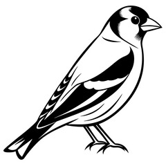 Obraz premium Goldfinch isolated on white, goldfinch vector illustration, bird vector art, goldfinch silhouette, animal vector icon, goldfinch line art, eps
