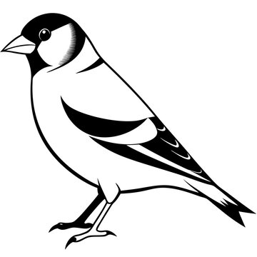 recommend clip art: Goldfinch isolated on white, goldfinch vector illustration, bird vector art, goldfinch silhouette, animal vector icon, goldfinch line art, eps