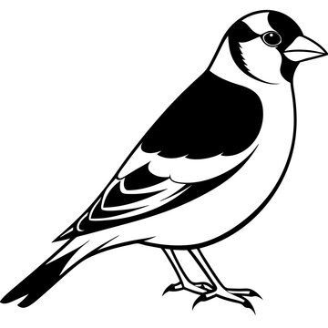 recommend clip art: Goldfinch isolated on white, goldfinch vector illustration, bird vector art, goldfinch silhouette, animal vector icon, goldfinch line art, eps